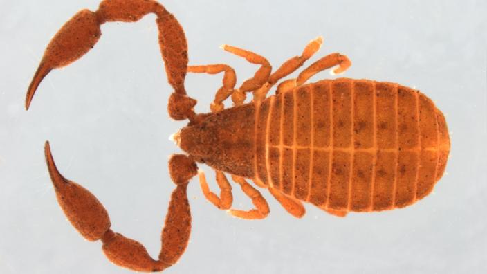 Image of Pseudoscorpion